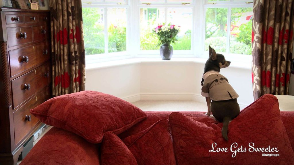 Pedro the chihuahua sits on a red sofa looking out the window in his wedding tux waiting for his humans to get married in preston