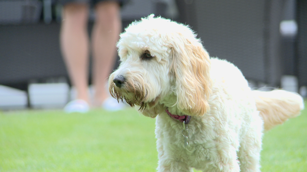 the parents of the grooms cocker poo dog enjoys the sun in the garden before the wedding in Burscough Lancashire