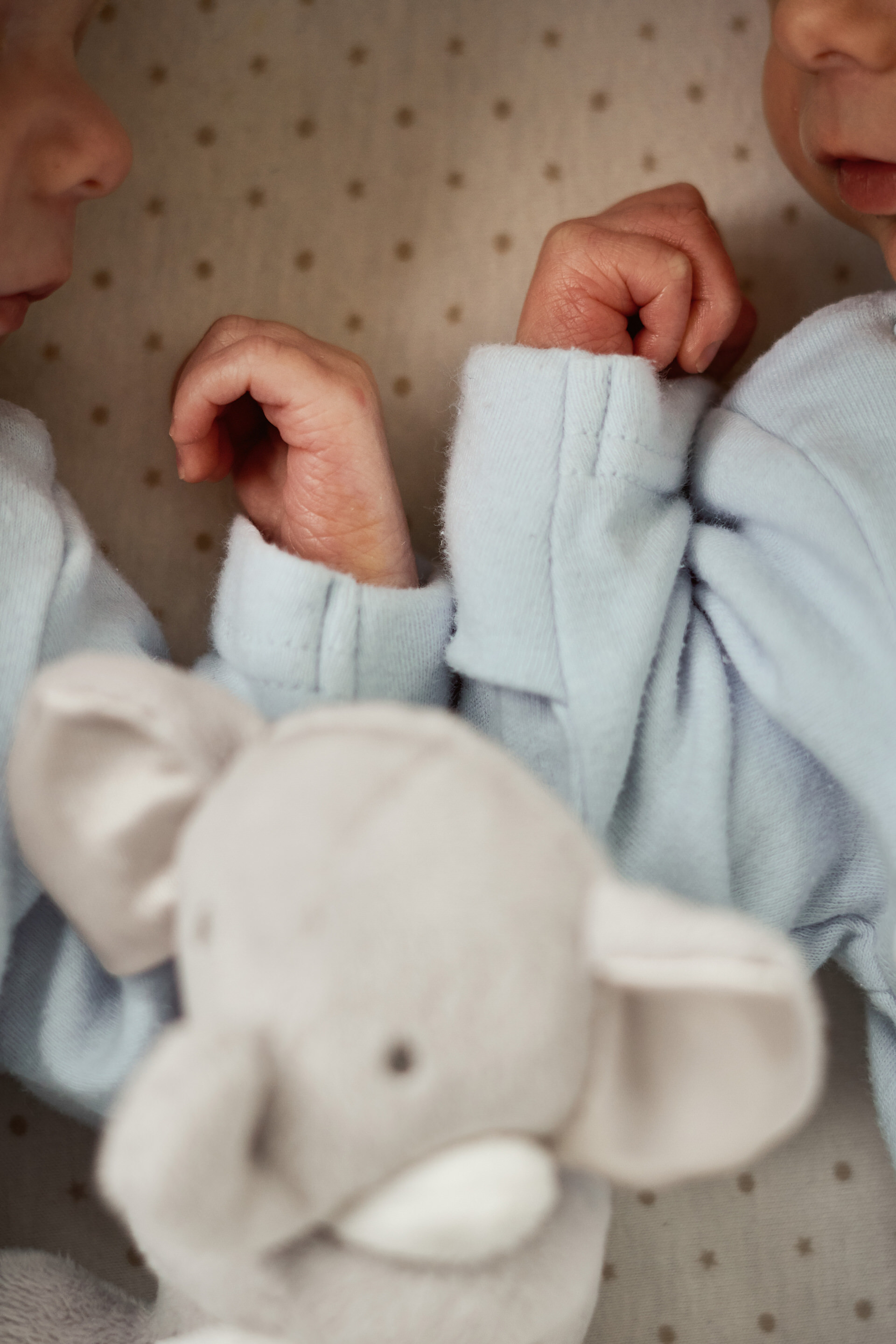 newborn twins lay in their next to me cot crib wearing baby blue babygros. This is a close up photo of their curled up little hands next to each other with their favourite elephant teddy during a photoshoot in the wirral with Love Gets Sweeter