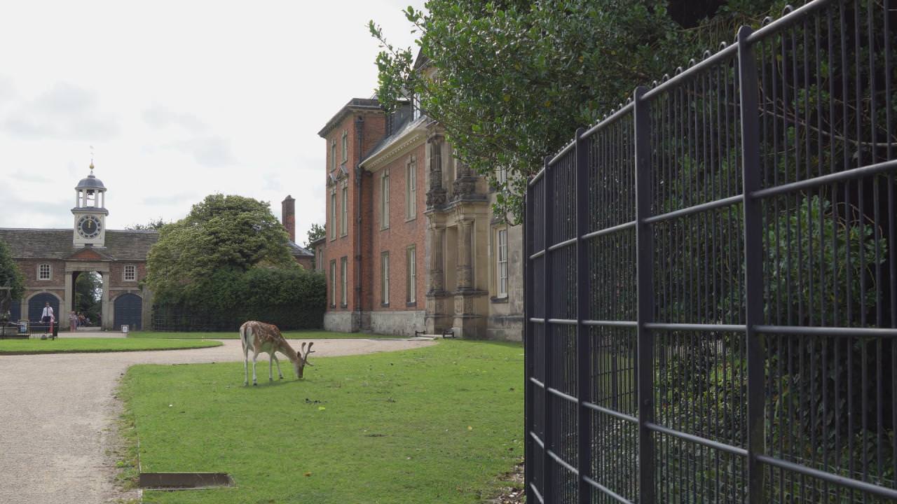 a shot of the main house at Dunham Massey Nation Trust with a deer on the lawns