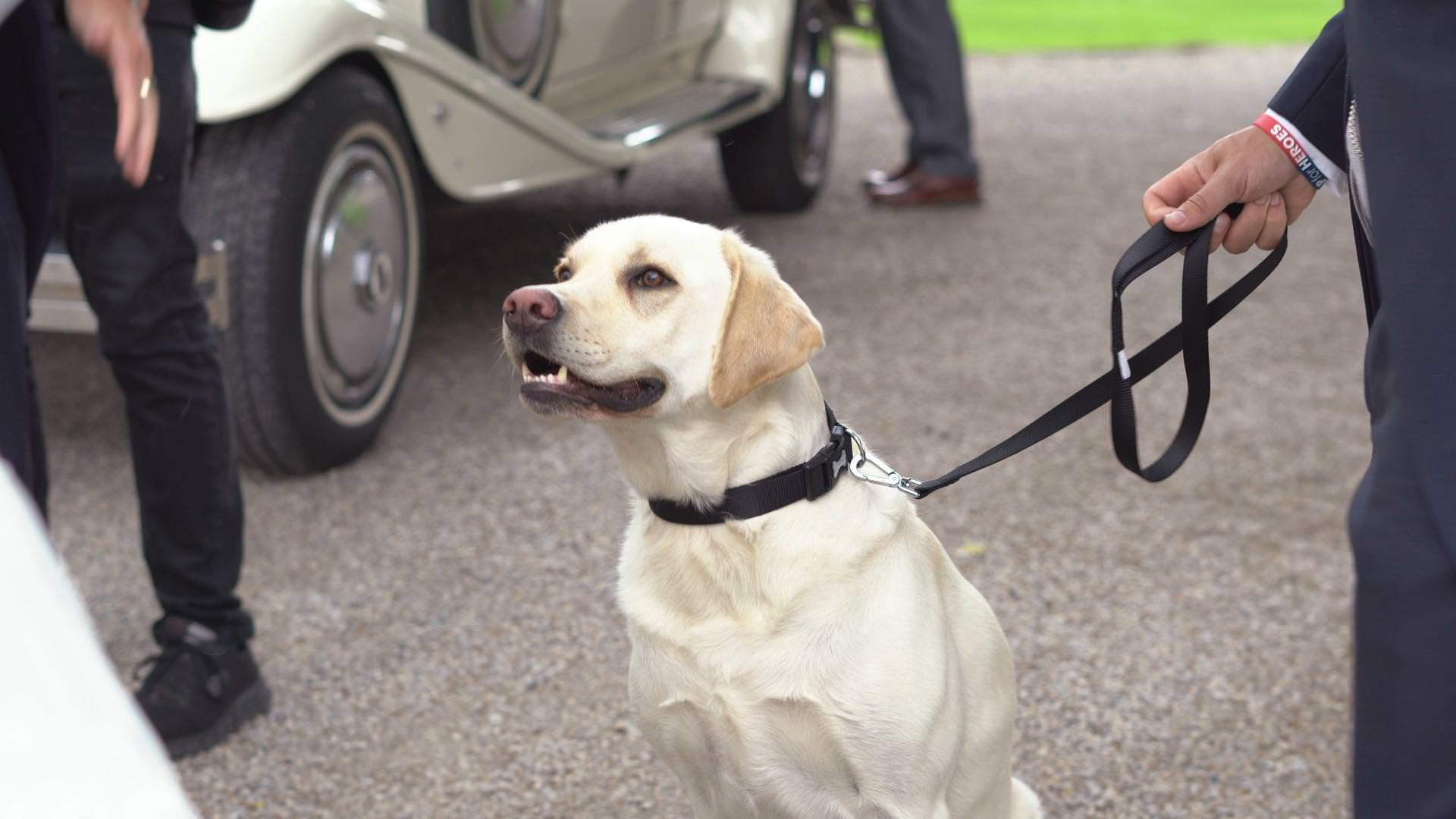 rocco the Labrador dog waits in his bow tie outside Mitton Hall
