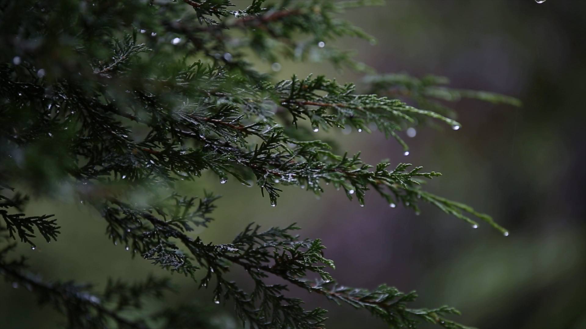 close up video still of rain drops dripping off a tree outside Moddershall Oaks