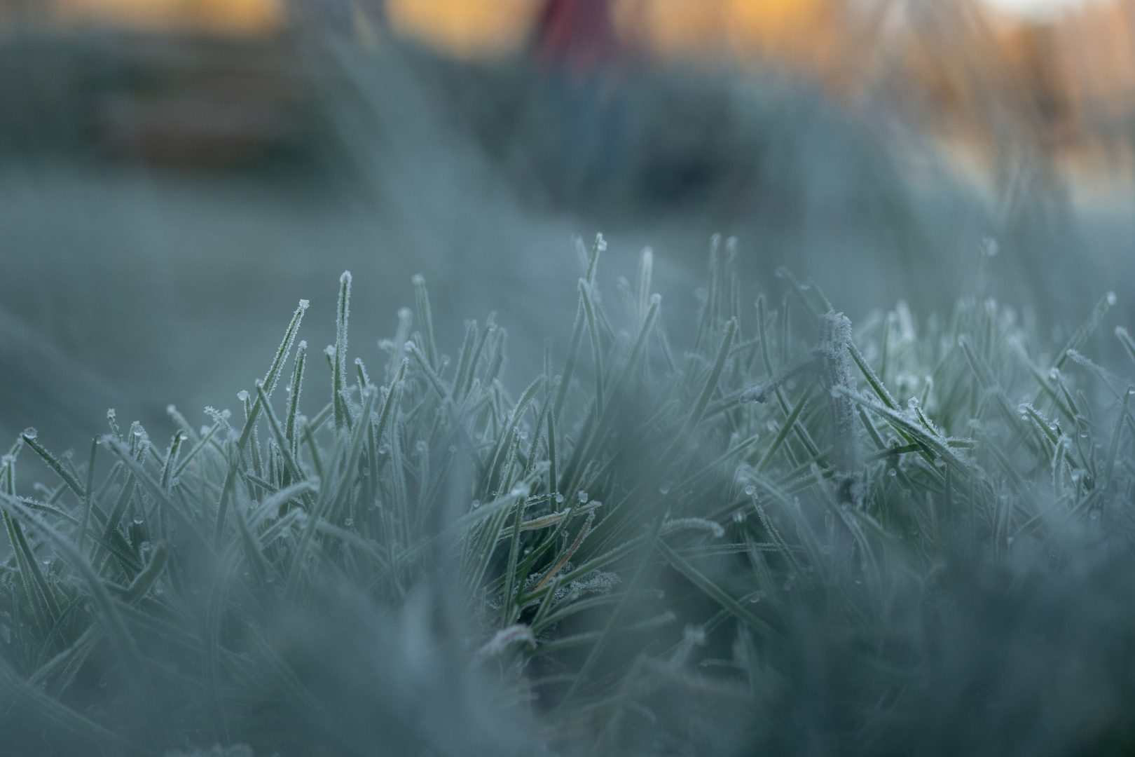 a close up of thick frost on grass during a family walk in cheshire