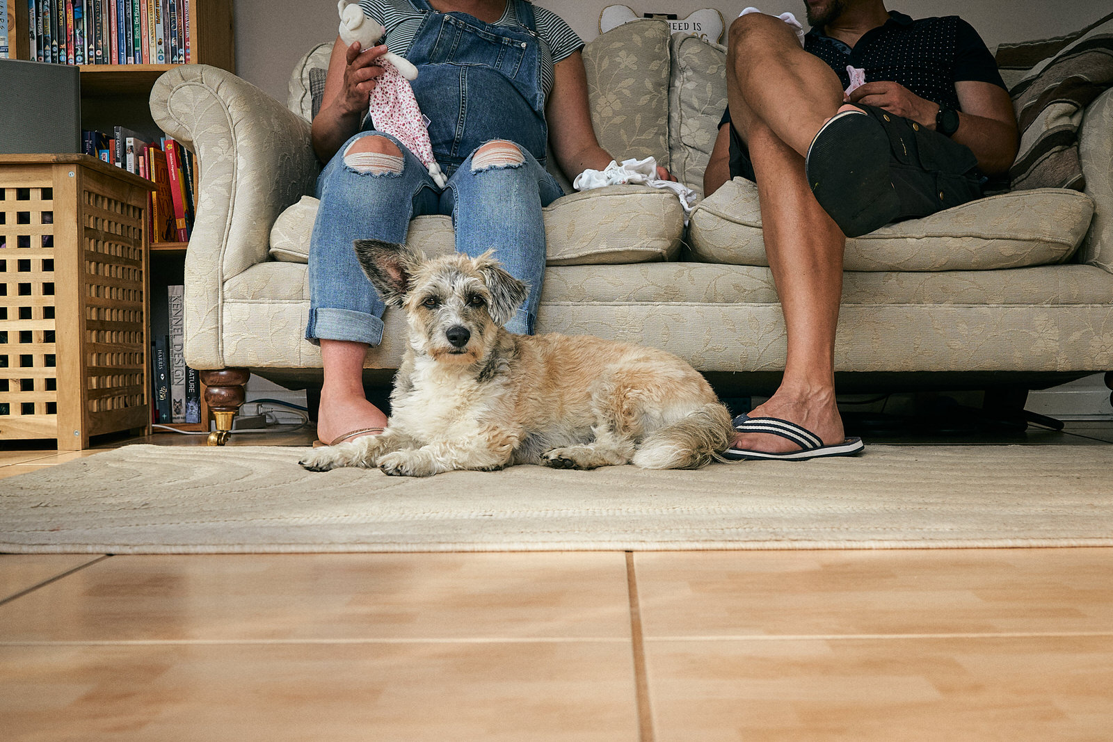 little dog sits with humans during maternity photoshoot
