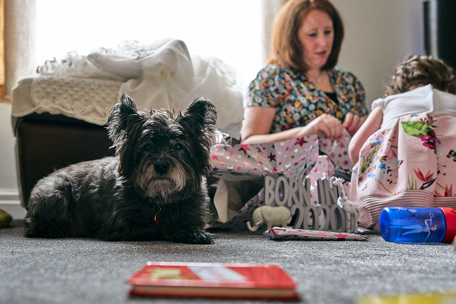 scotty dog stares at photographer amidst family chaos
