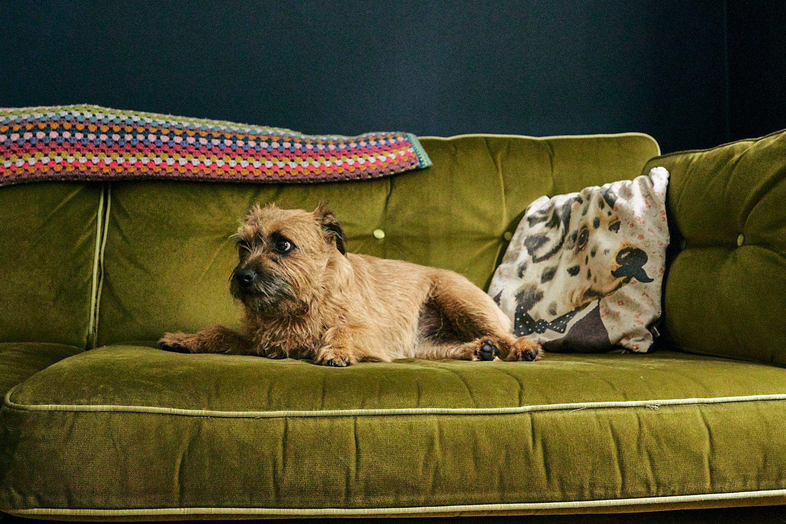 dog looks guilty on green sofa in family home