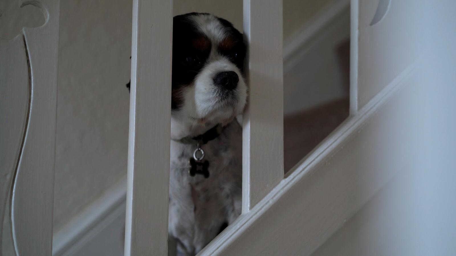 little dog waits on stairs as bride gets ready
