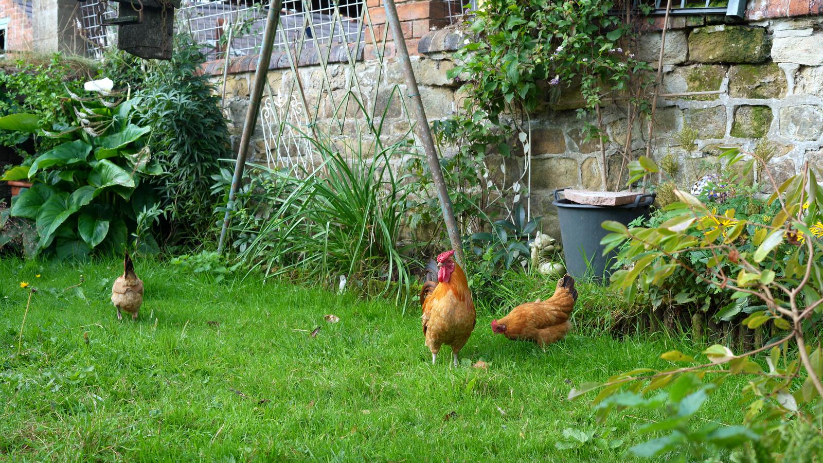 chickens on brides parents farm