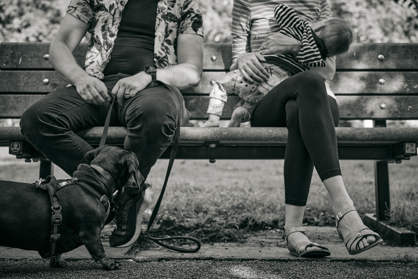 dog waits by families feet at park in Roe Green