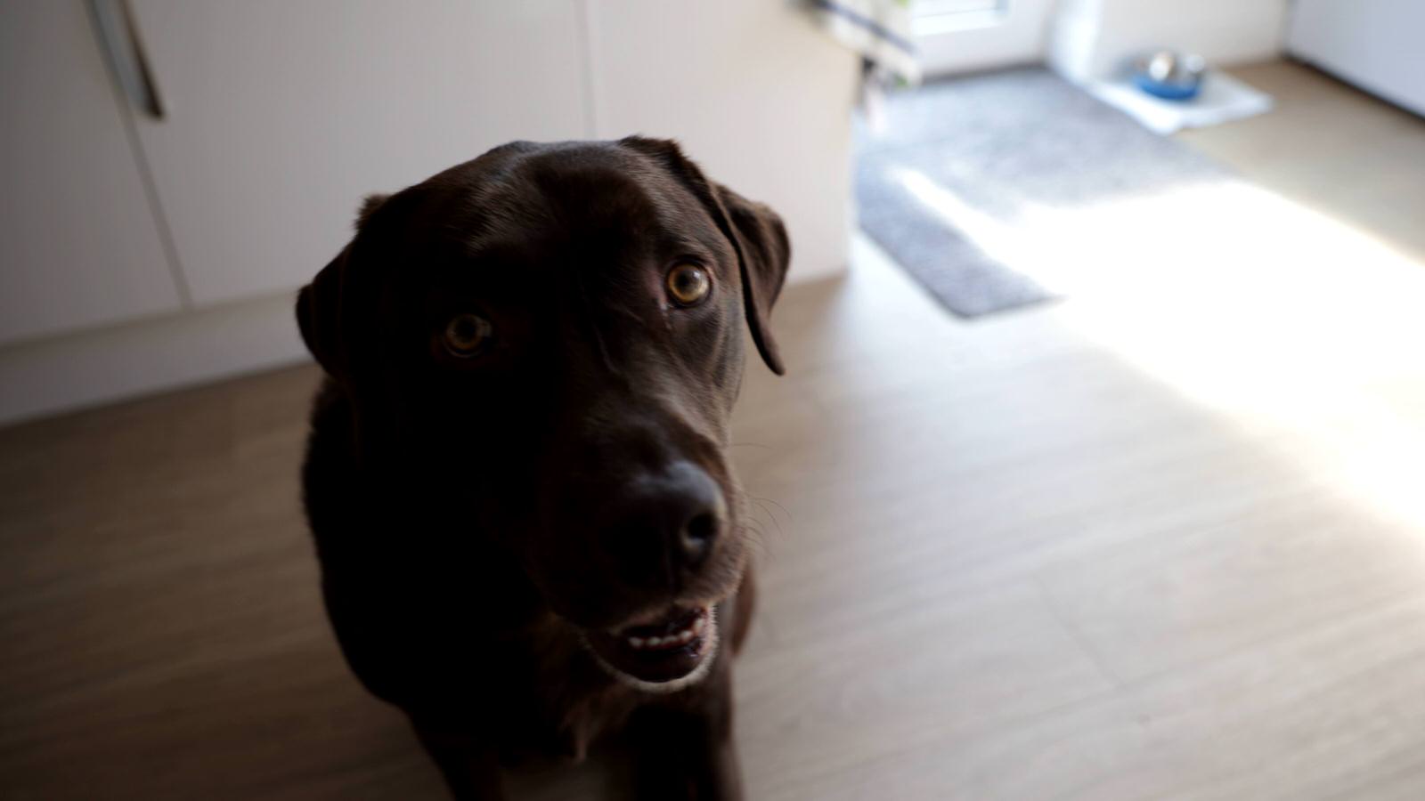 family chocolate lab dog ready for wedding