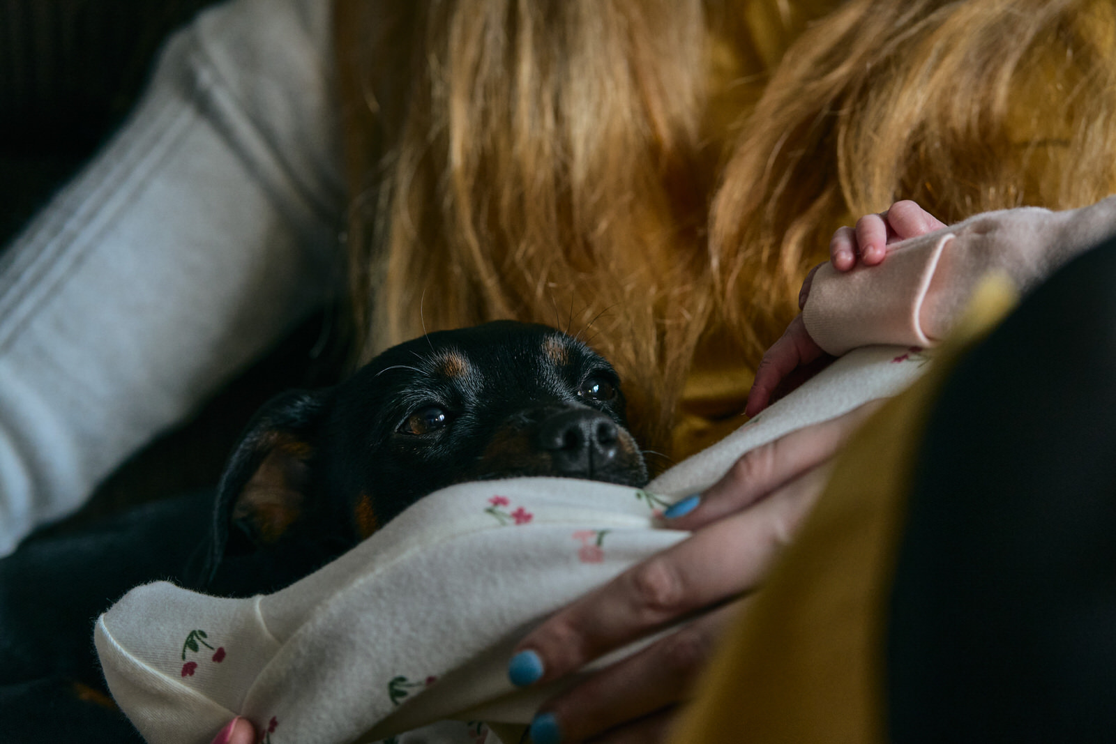 close up photo of little dog cuddling up to Mum and baby
