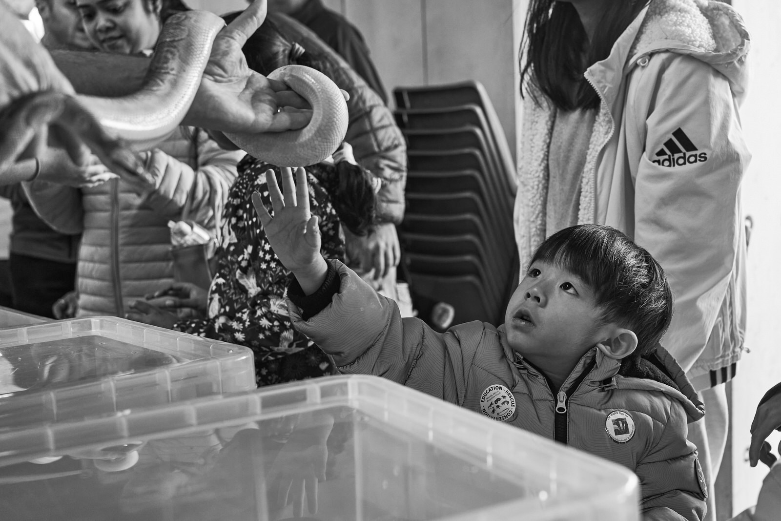 a young boy reaches up to stroke a snake