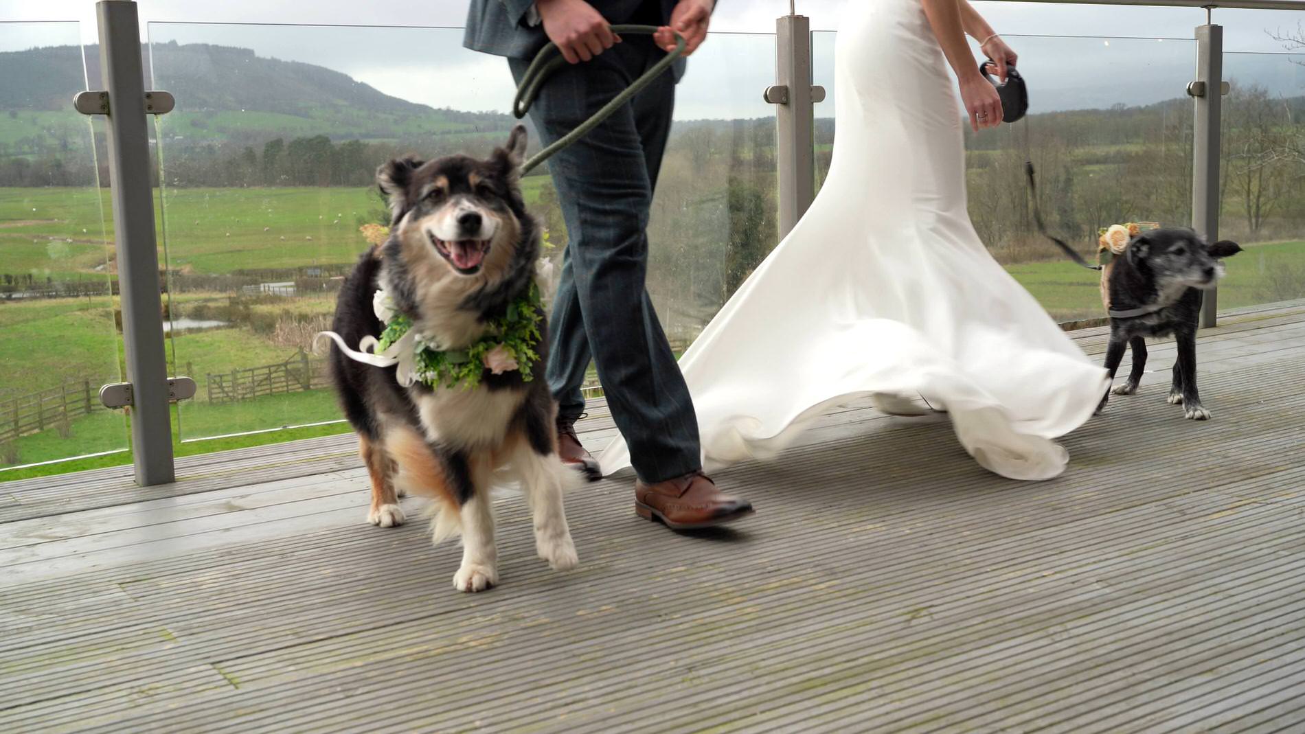 dogs enjoying the reception at dog friendly wedding venue Bashall Barn