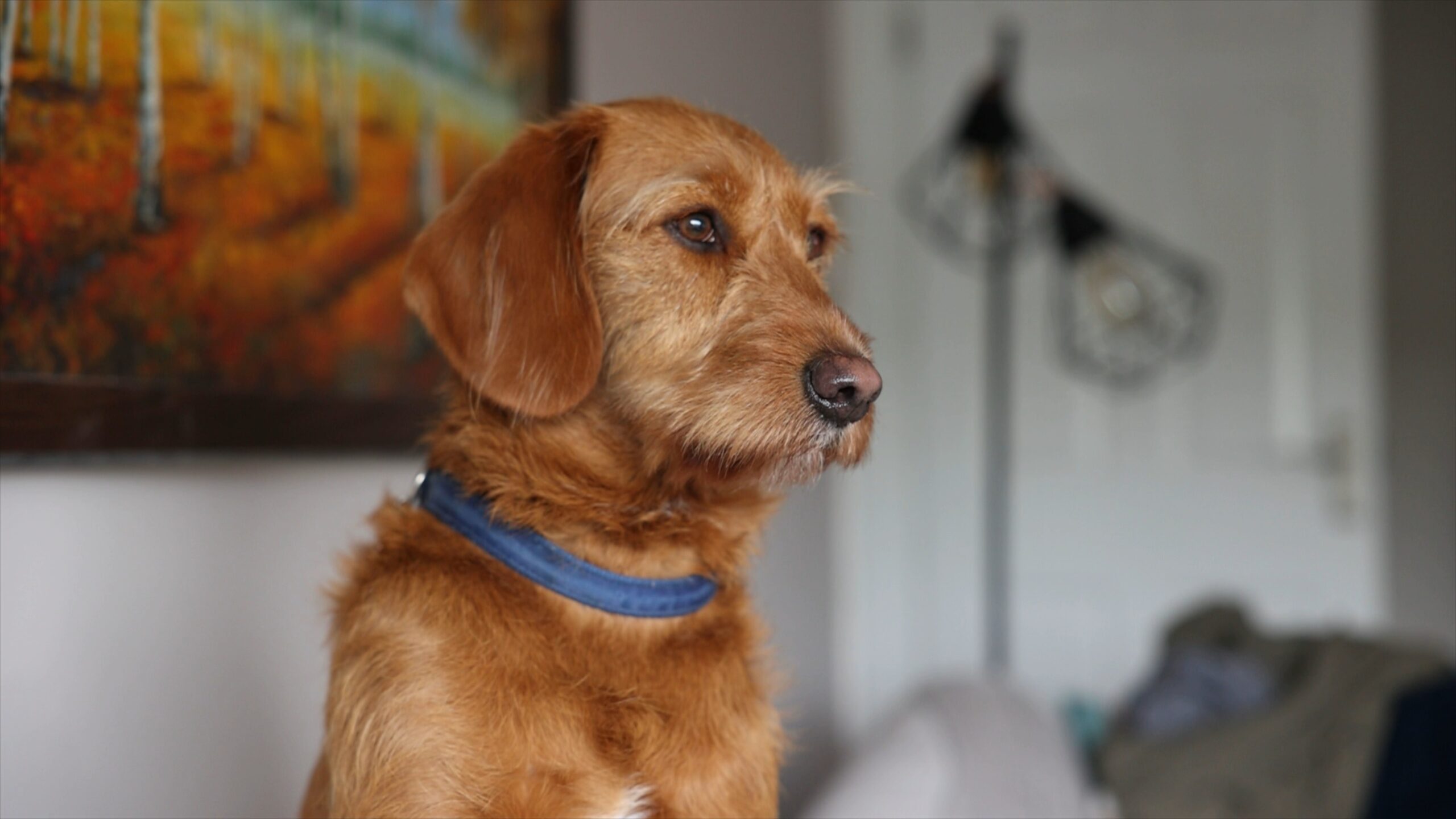 the family dog sits on the sofa during groom prep in Halifax