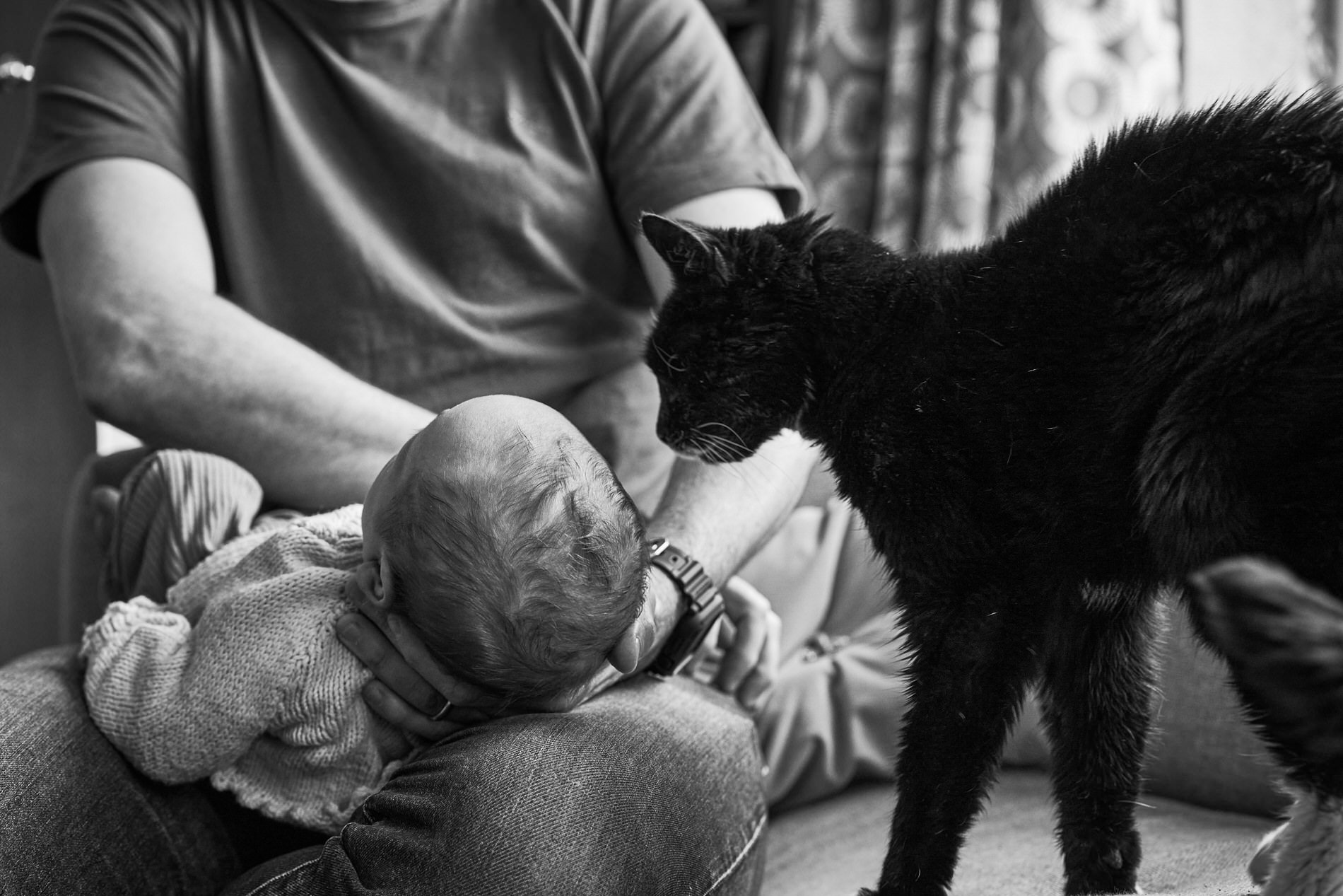 a family cat sniffs the baby during photo shoot at home